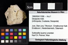 Foto (Objket + Etiketten) von Decapoda indet. 